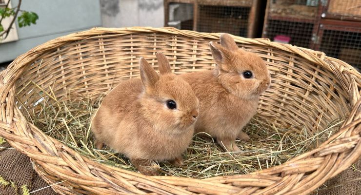 Niğde Büyümeyen Tavşan