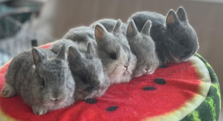 Niğde Evcil Tavşan