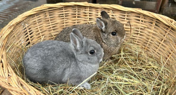 Niğde Yavru Tavşan
