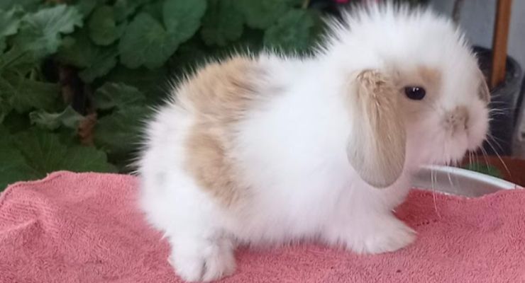 Niğde Hollanda Lop Tavşan